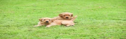 Golden Retriever dogs for sale: Male Golden Retriever Pup in Cookstown - Advert 3