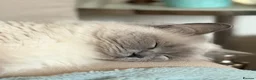 Mixed Breed cats for sale: Female british longhair cat - Advert 4