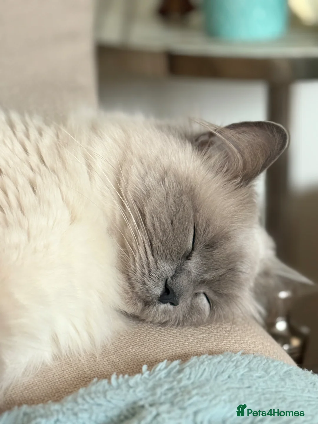 Mixed Breed cats for sale: Female british longhair cat - Advert 4
