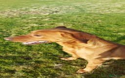 Labrador Retriever dogs for sale: Labrador puppies - Image 4