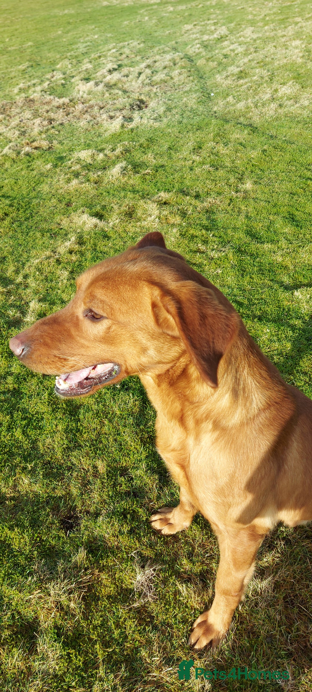 Labrador Retriever dogs for sale: Labrador puppies - Image 4