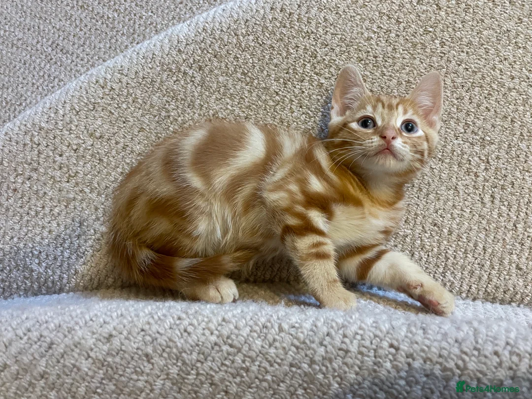 Mixed Breed cats for sale: Kittens looking for a new home 🐱 - Advert 11
