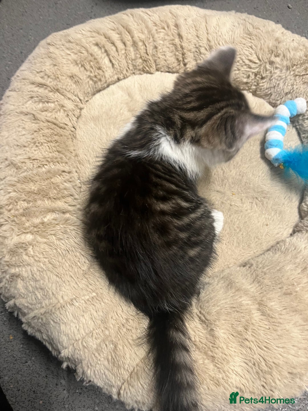 Mixed Breed cats for sale: 🐾 2Beautiful Kittens  - Advert 4