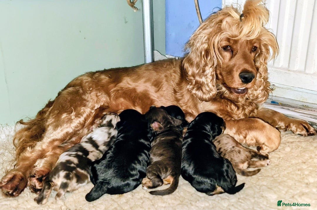 Cockapoo dogs for sale: Exceptional Cockapoo Puppies for Sale - Advert 39