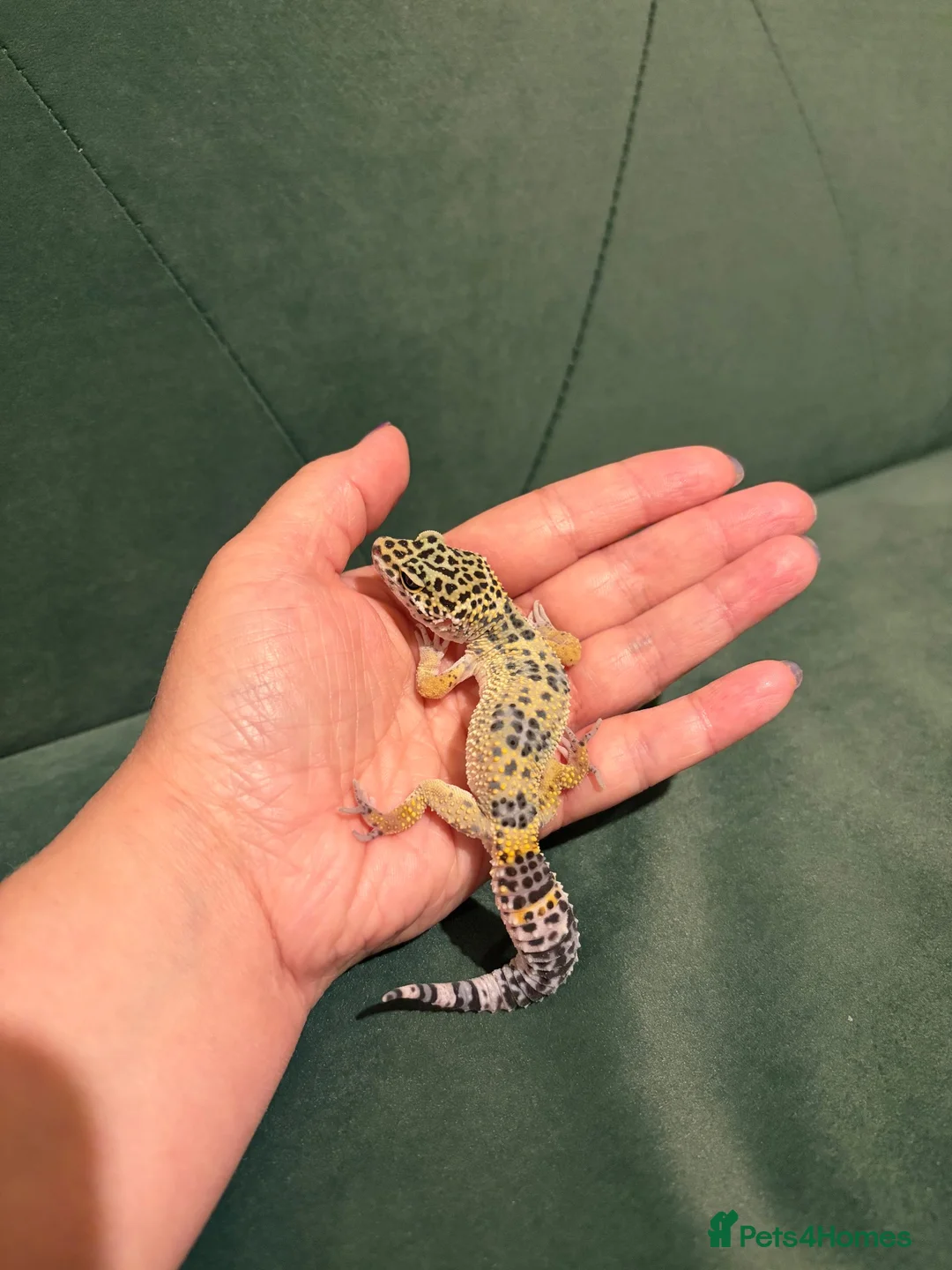 Leopard Gecko reptiles for sale: Leopard gecko babies - Advert 8