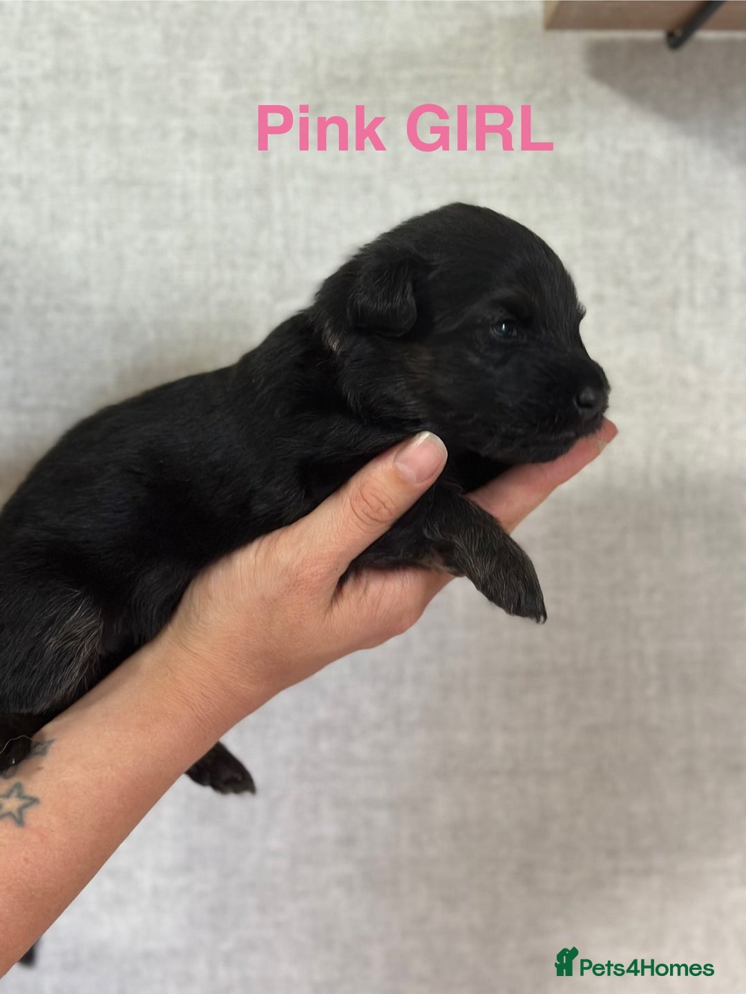 German Shepherd dogs for sale: German shepherd puppies  - Image 7