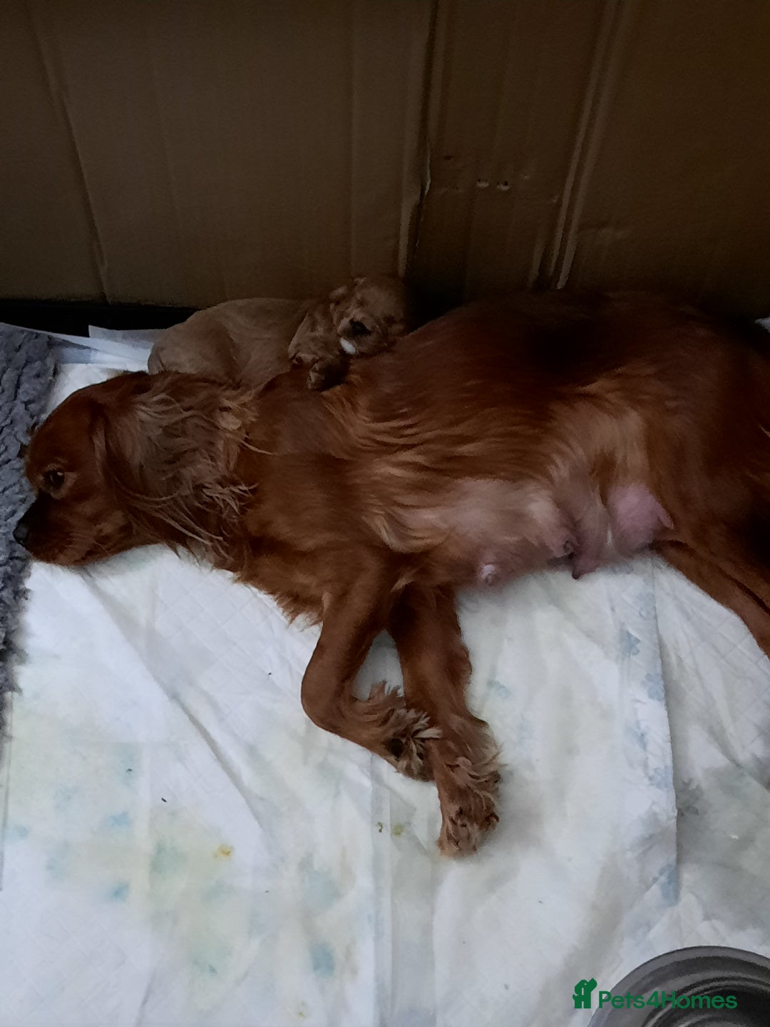 Cavapoo dogs for sale:  Cavapoo  - Advert 1