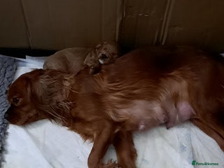 Cavapoo dogs Cavapoo - Advert 1