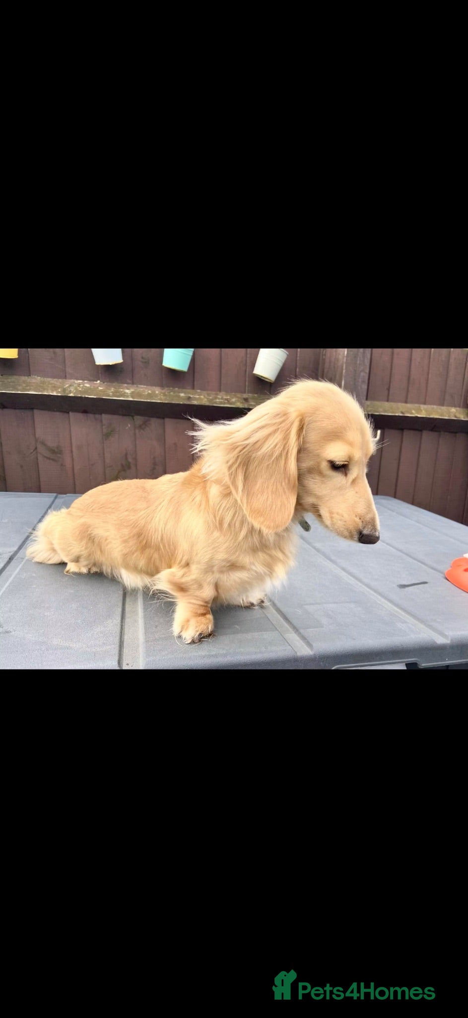 Miniature Dachshund dogs Miniature dachshund country cream BOY AVAILABLE  - Advert 2