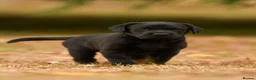 Labrador Retriever dogs for sale: Lovely Black Labrador boy puppy available in Bures - Advert 4