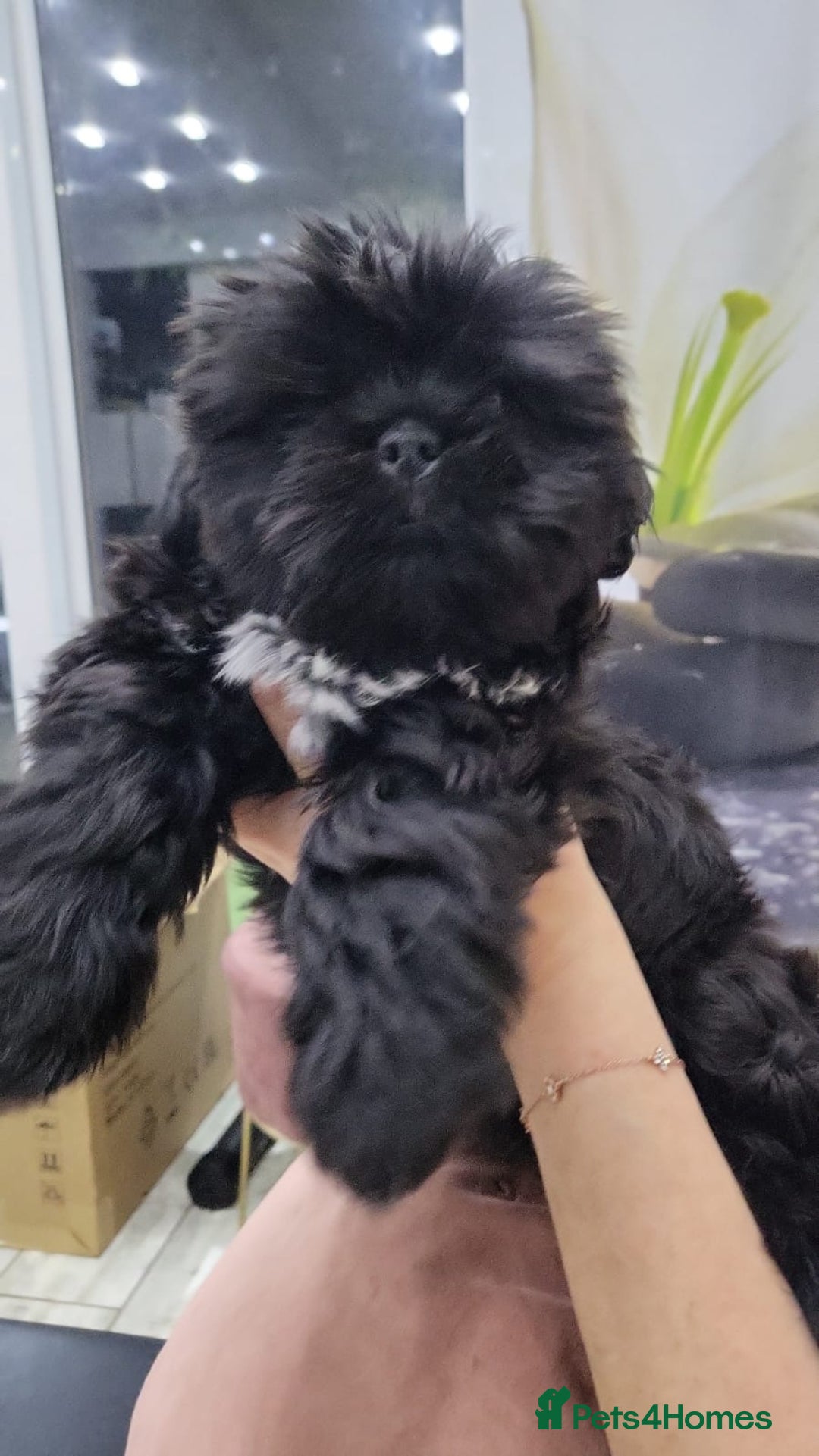 Shih Tzu dogs for sale: Gorgeous Socialized Shih-tzu Pups  - Advert 3