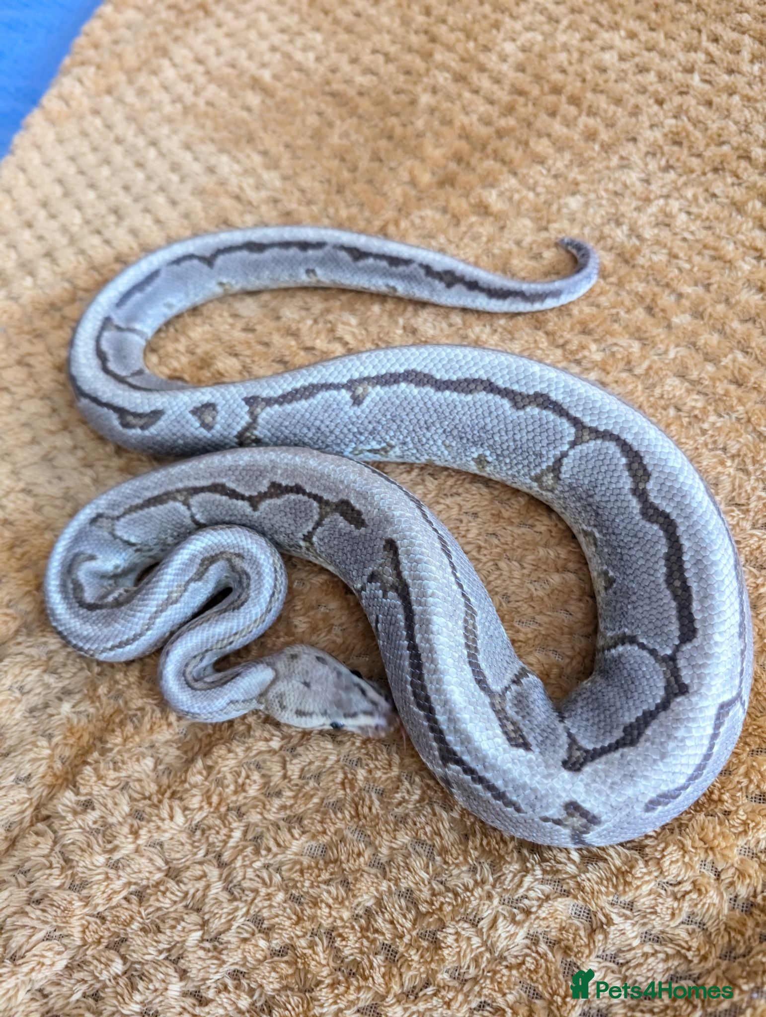Python Snake reptiles Orange dream pinstripe yellow belly 100 het DG - Advert 2