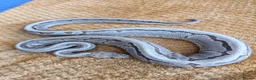 Python Snake reptiles for sale: Orange dream pinstripe yellow belly 100 het DG - Advert 2