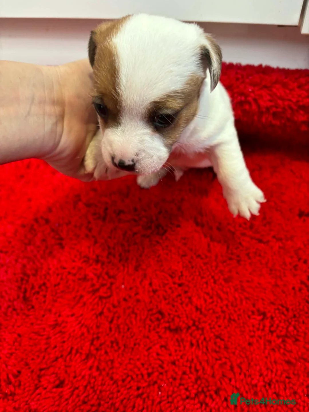Jack Russell dogs for sale: Jack Russel pups  - Advert 6