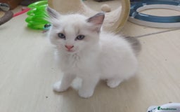 Ragdoll cats for sale: RAGDOLLS BOYS BLUE EYES VACCINATED MICROCHIPED  - Image 32