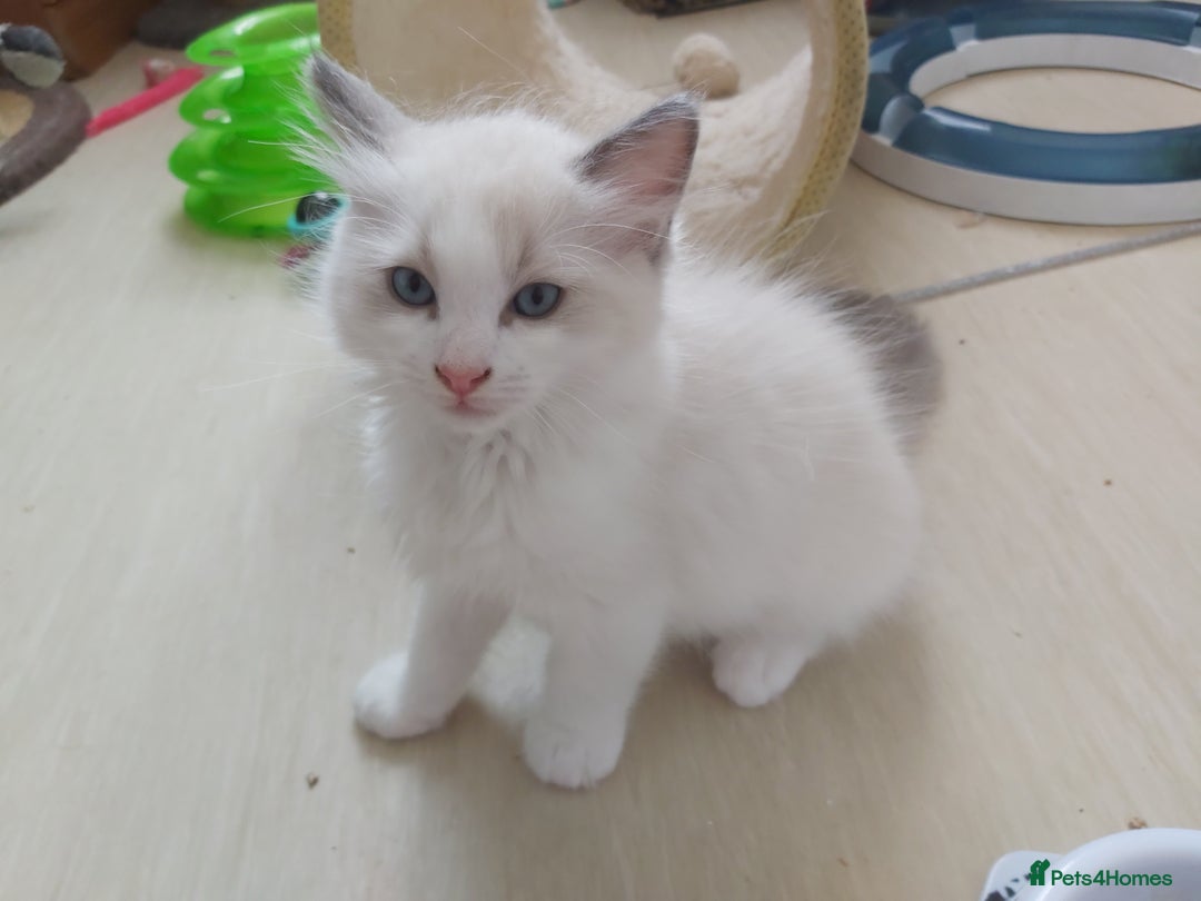 Ragdoll cats for sale: RAGDOLLS BOYS BLUE EYES VACCINATED MICROCHIPED  - Image 32