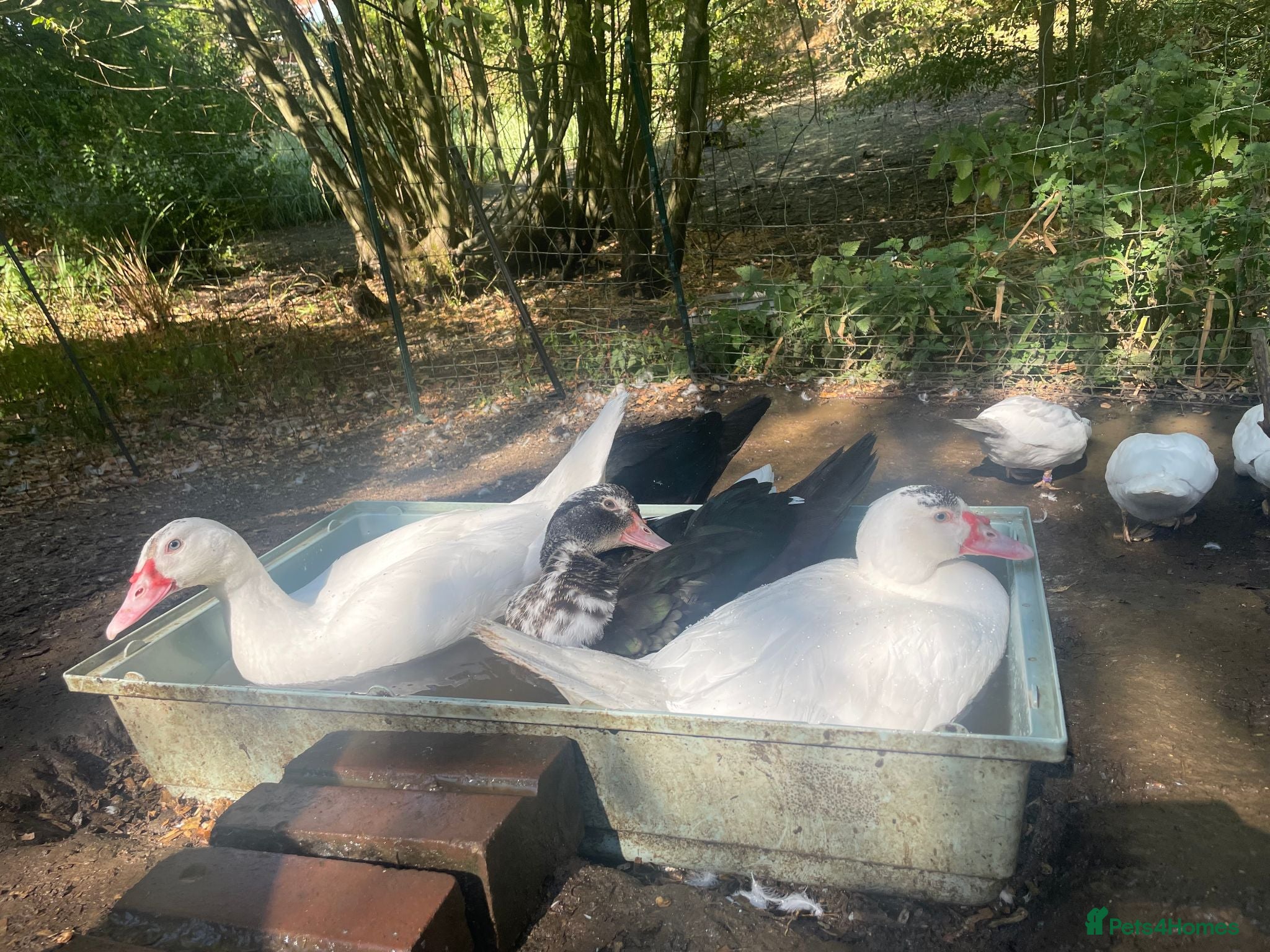 Ducks poultry Muscovy Ducklings - Advert 5