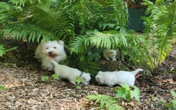 West Highland Terrier dogs for sale: Top import champion bred westies - Image 19