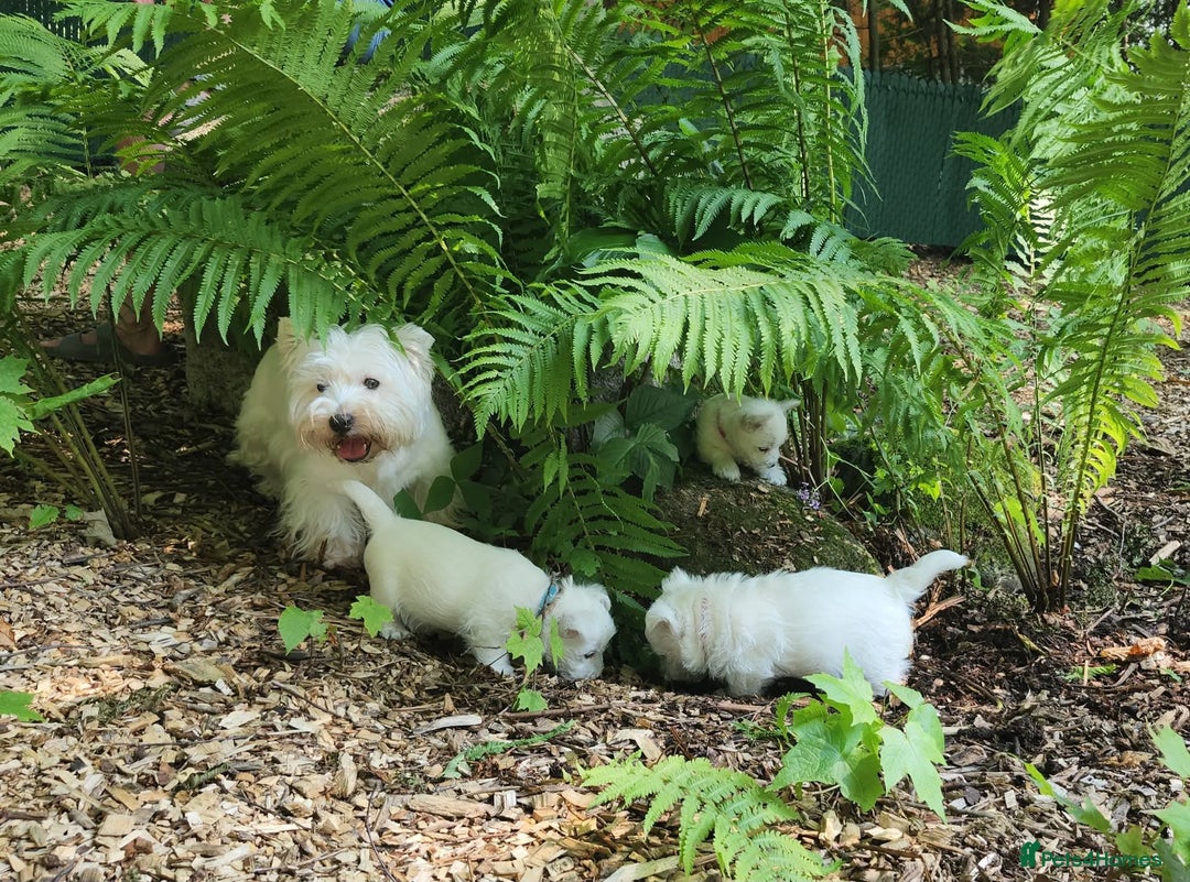 West Highland Terrier dogs for sale: Top import champion bred westies - Image 19