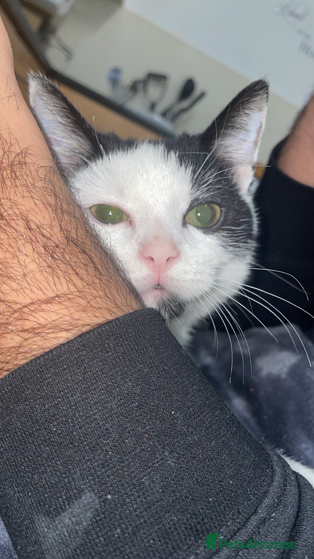 British Shorthair cats for sale: Simba  - Advert 2