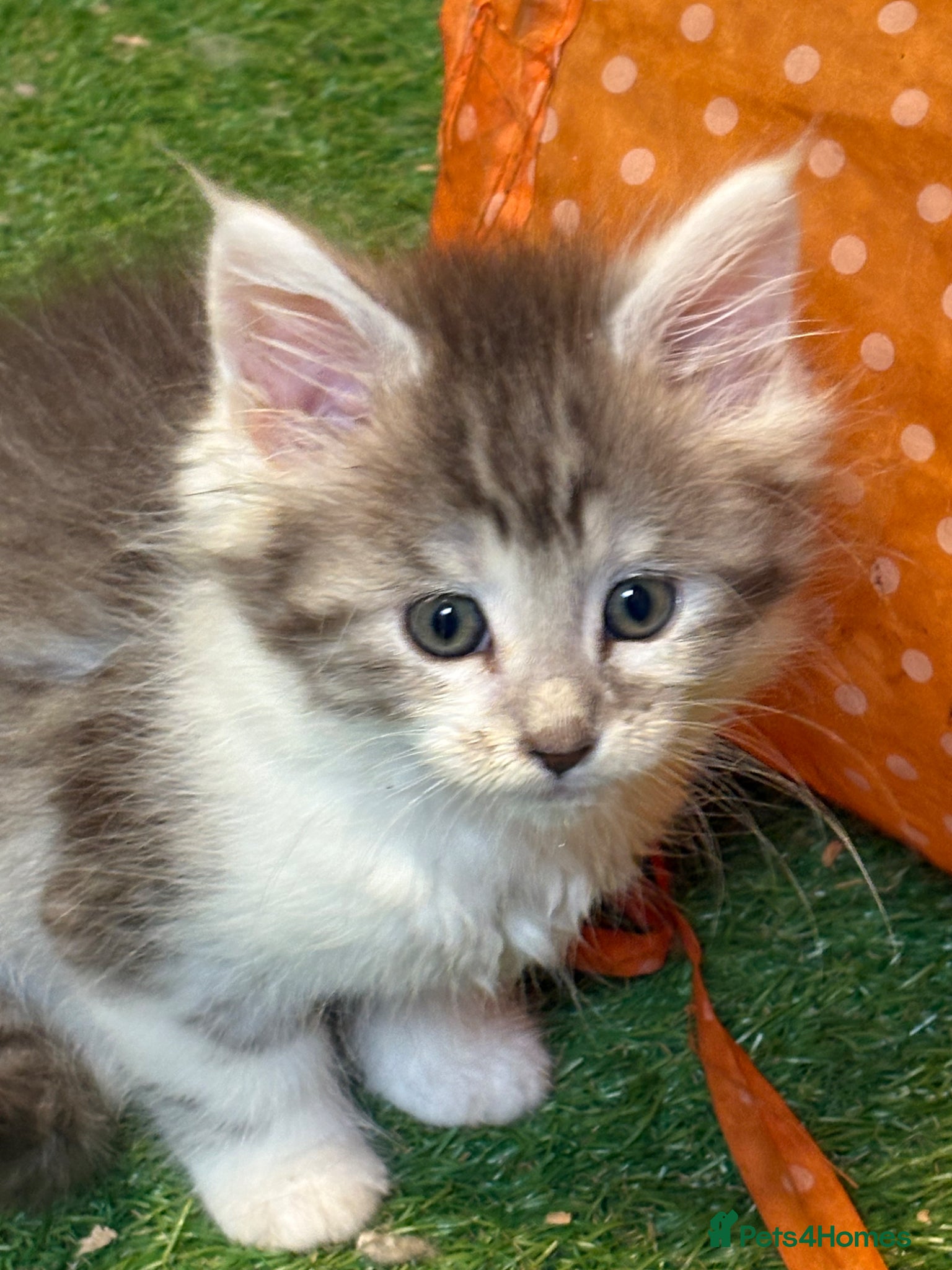 Maine Coon cats for sale: Main coon kittens  - Advert 7