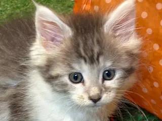 Maine Coon cats Main coon kittens - Advert 16