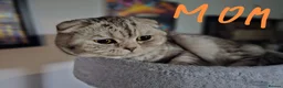 Scottish Fold cats for sale: 5 Beautiful Scottish Kittens Ready for Homes 🐾 - Advert 29