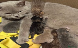 British Shorthair cats for sale: British Shorthair Kittens 🐱 - Advert 2