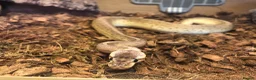 Python Snake reptiles for sale: Snakes for rehoming  - Advert 3