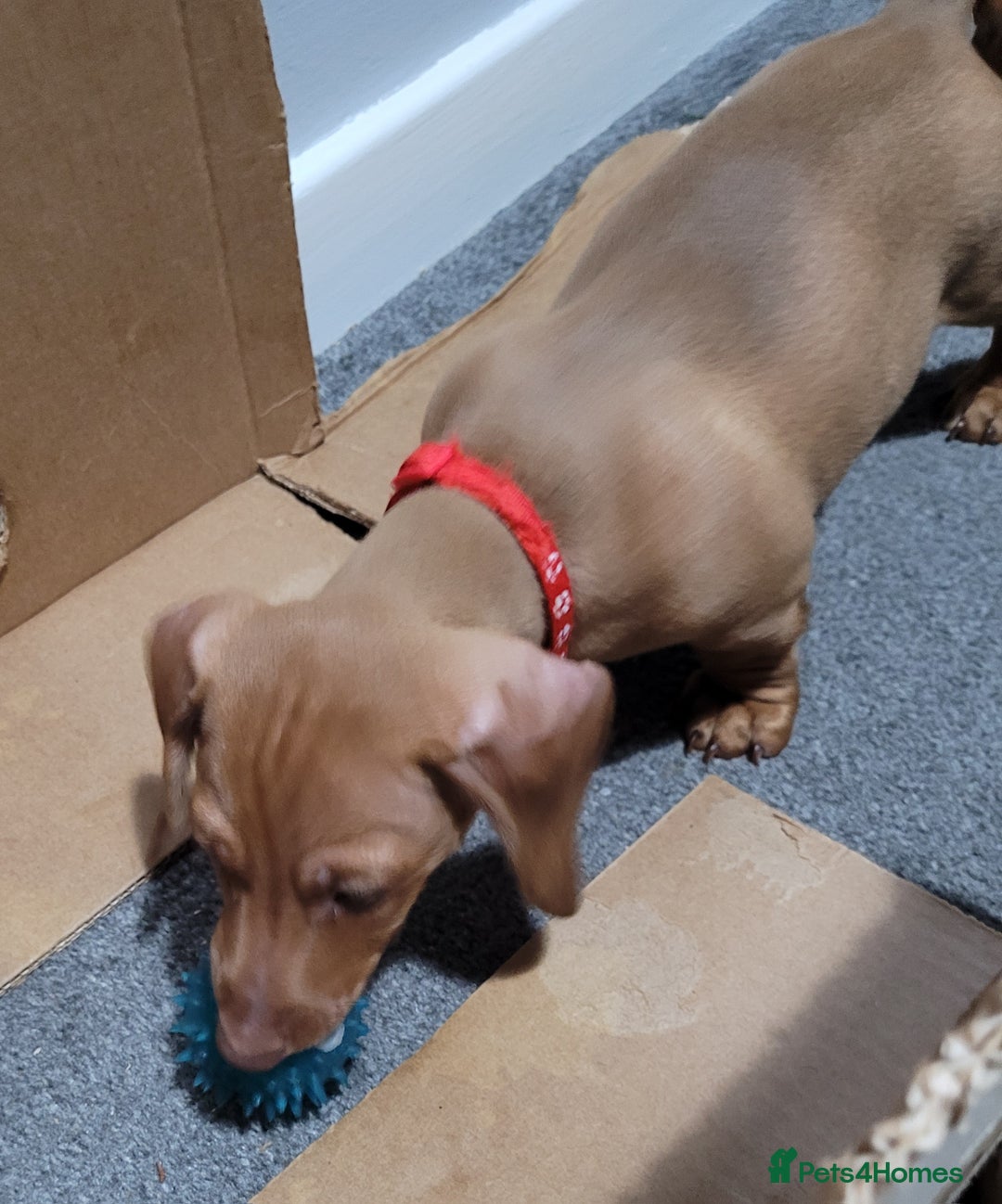 Dachshund dogs for sale: Dachshund minature short hair  - Advert 9