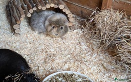 Guinea Pig rodents for sale: Gorgeous Female guinea pig  - Advert 3
