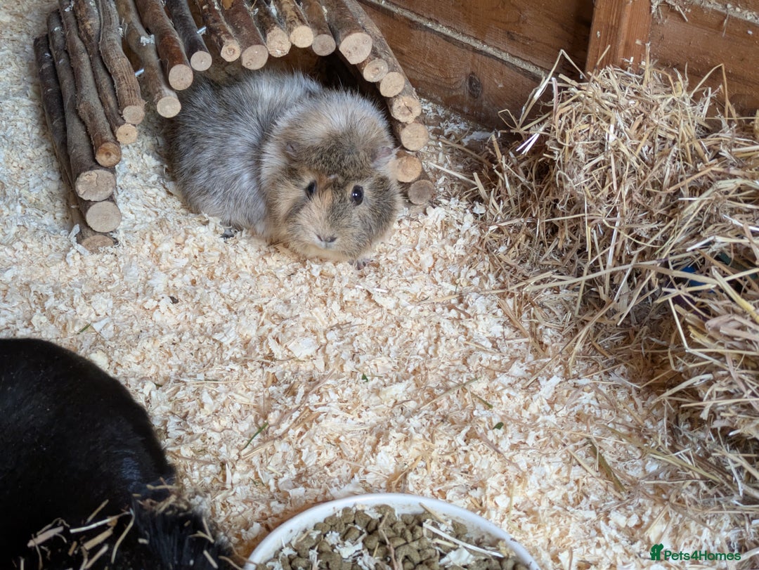 Guinea Pig rodents for sale: Gorgeous Female guinea pig  - Advert 3