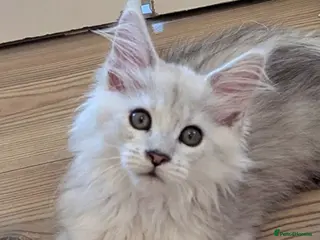 Maine Coon cats Male Maine Coon Kittens - Advert 12