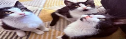 British Shorthair cats for sale: Kittens ready to be homed - Advert 9