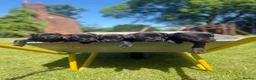 Patterdale Terrier dogs for sale: Ready now Stunning nutal patterdale terriers  - Advert 18