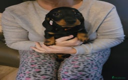 Dachshund dogs for sale: Miniture dachshunds  - Image 6