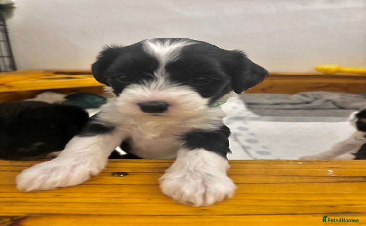Chinese Crested dogs - Advert 11