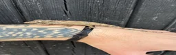 Anole reptiles for sale: Cuban False Chameleons  - Advert 1