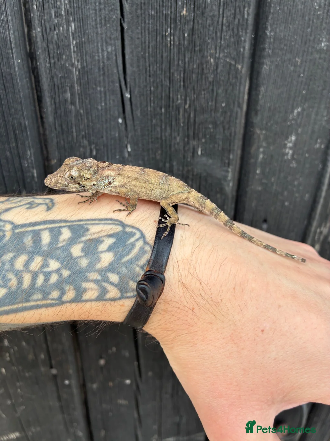 Anole reptiles for sale: Cuban False Chameleons  - Advert 1