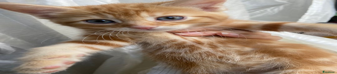 Mixed Breed Kitten 4