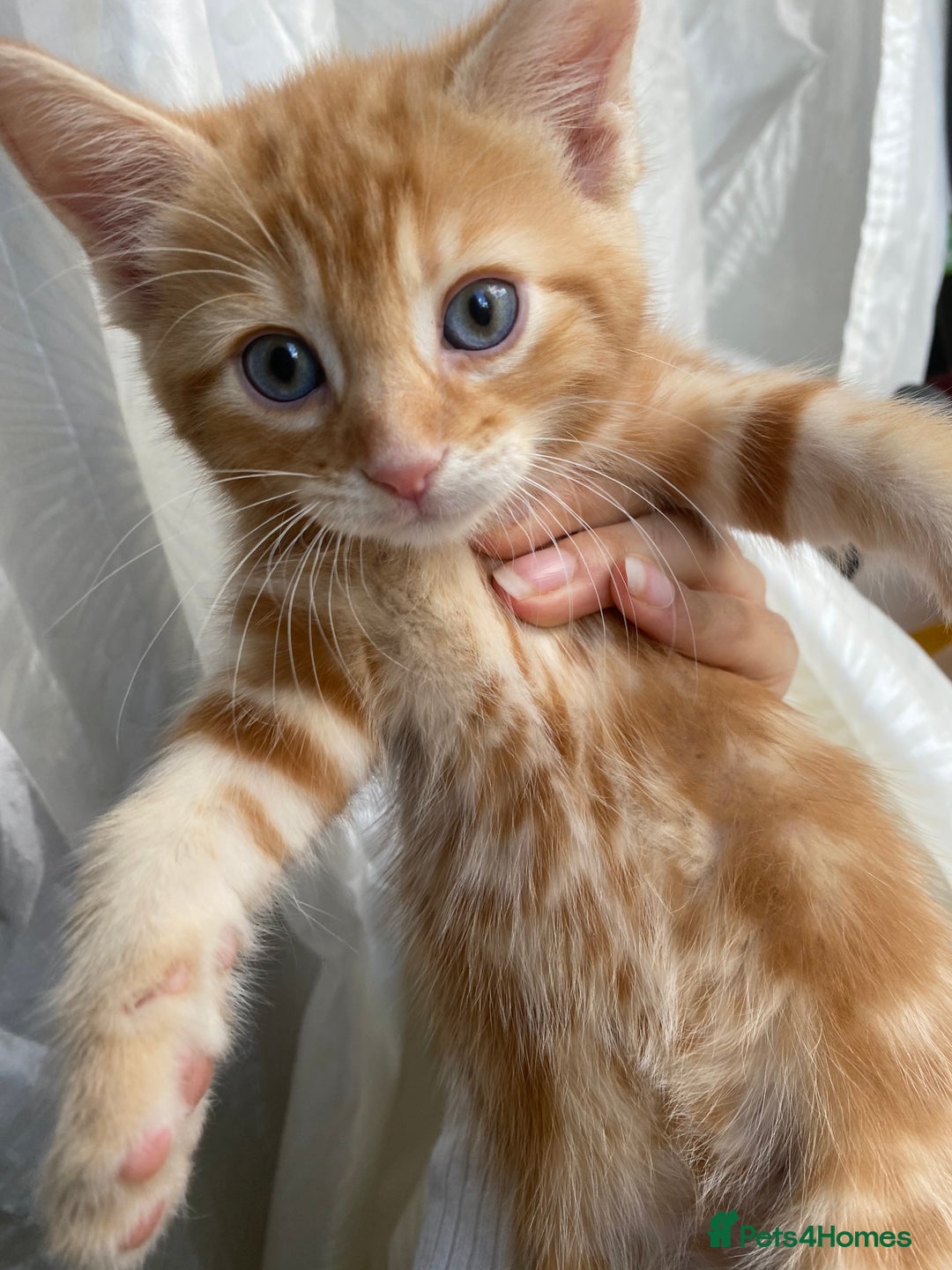Mixed Breed cats for sale: 4 ginger & 1 tabby kittens - Image 1