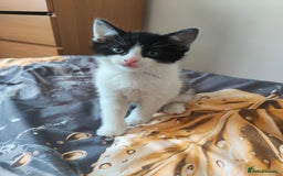 Mixed Breed cats for sale: Beautiful kitten is waiting for family  - Image 2