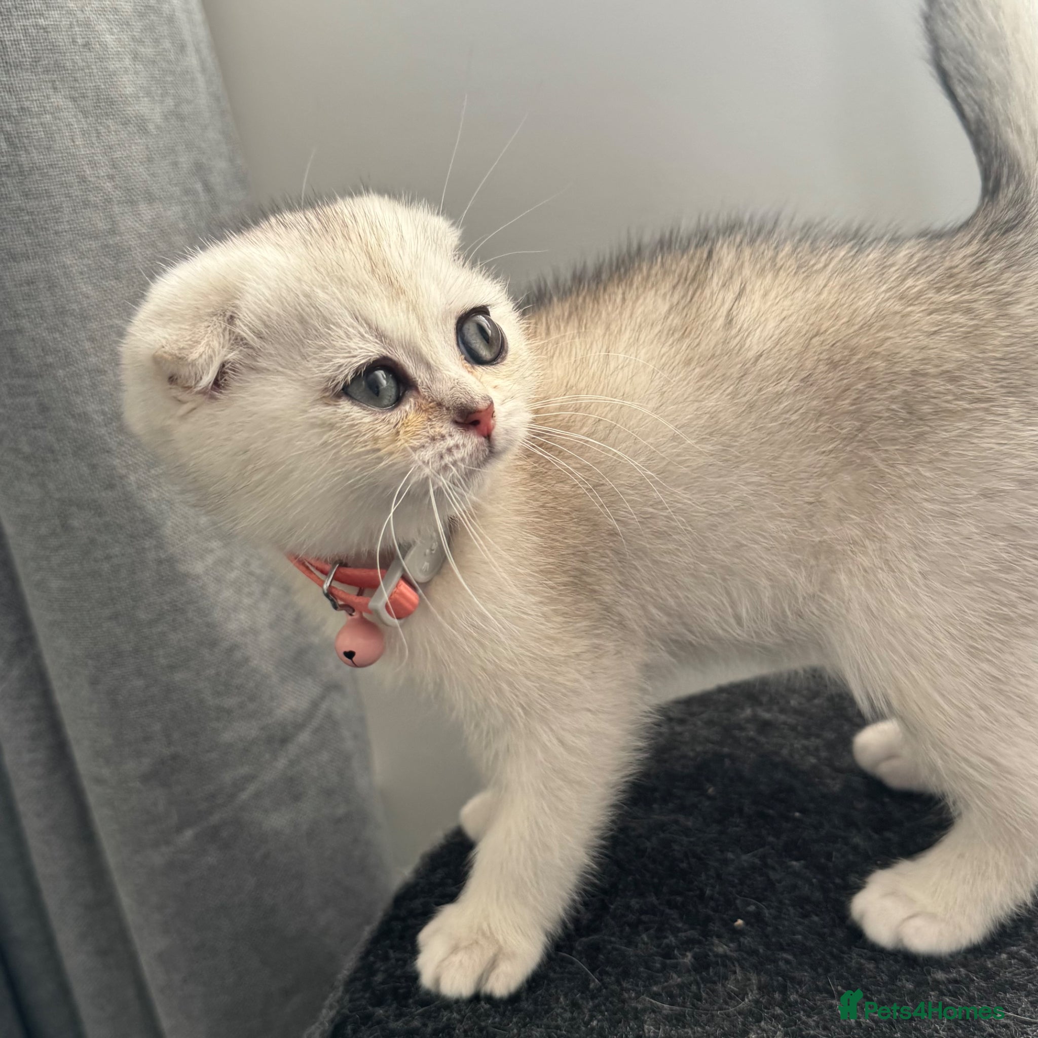 Scottish Fold cats Scottish Folds/straights white - ready to leave  - Advert 14