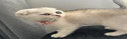 Scottish Fold cats for sale: British short hairs (Scottish straight) ready  - Advert 2
