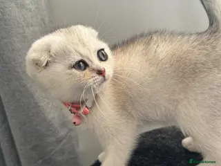 Scottish Fold cats Scottish Folds/straights white - ready to leave - Advert 14