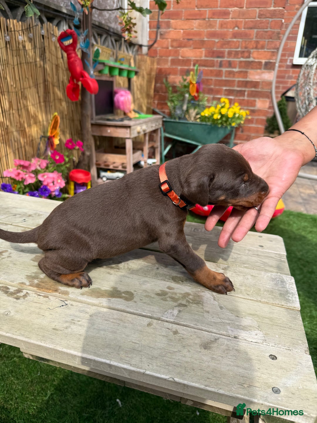 Dobermann dogs for sale: Doberman brown & tan - Image 10