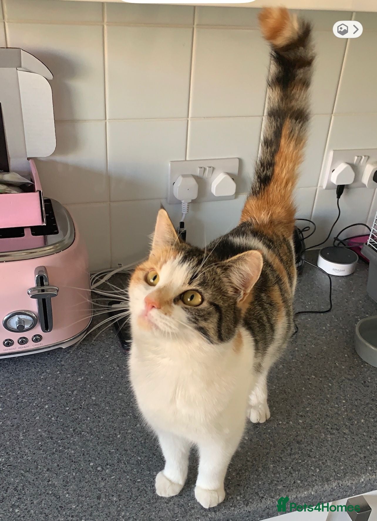 Mixed Breed cats Muffin female cat - Advert 1