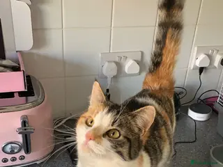 Mixed Breed cats Muffin female cat - Advert 1