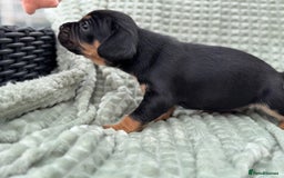 Mixed Breed dogs for sale: French Bulldog x English springer spaniel pups  - Image 14