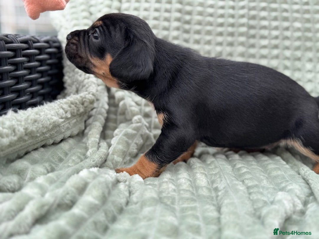 Mixed Breed dogs for sale: French Bulldog x English springer spaniel pups  - Image 14